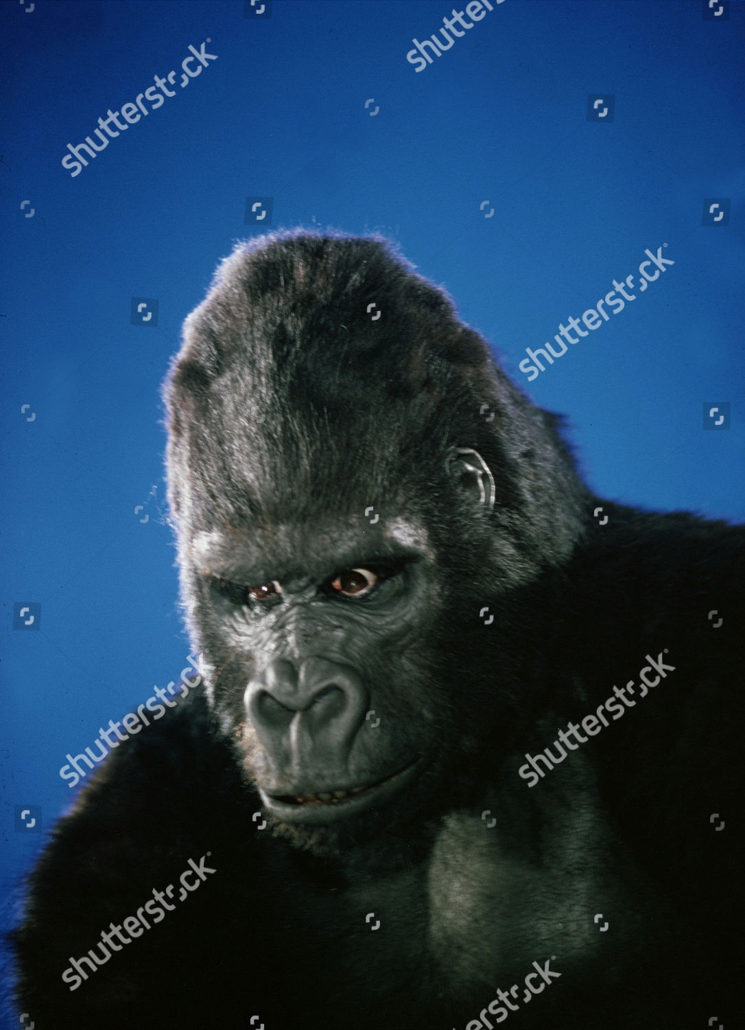 King Kong 1976 のエディトリアルストック写真 ストック画像 Shutterstock