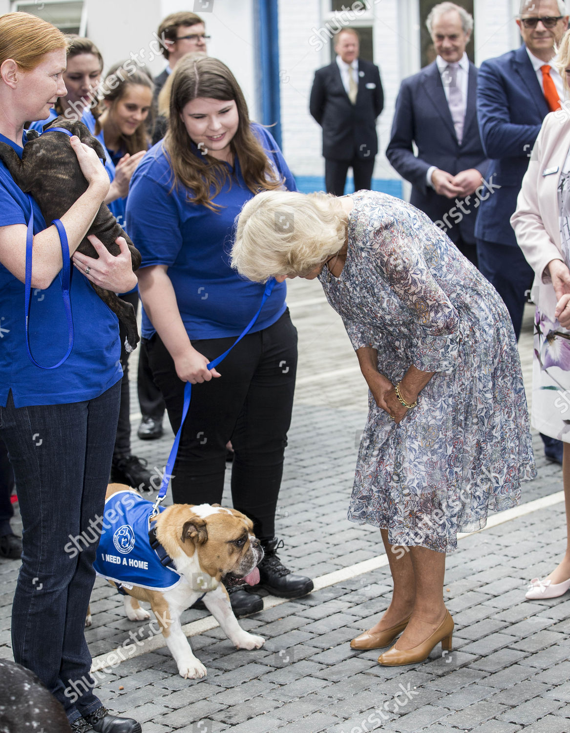 camilla-duchess-of-cornwall-visits-battersea-dogs-and-cats-home-london-uk-shutterstock-editorial-5893655d.jpg