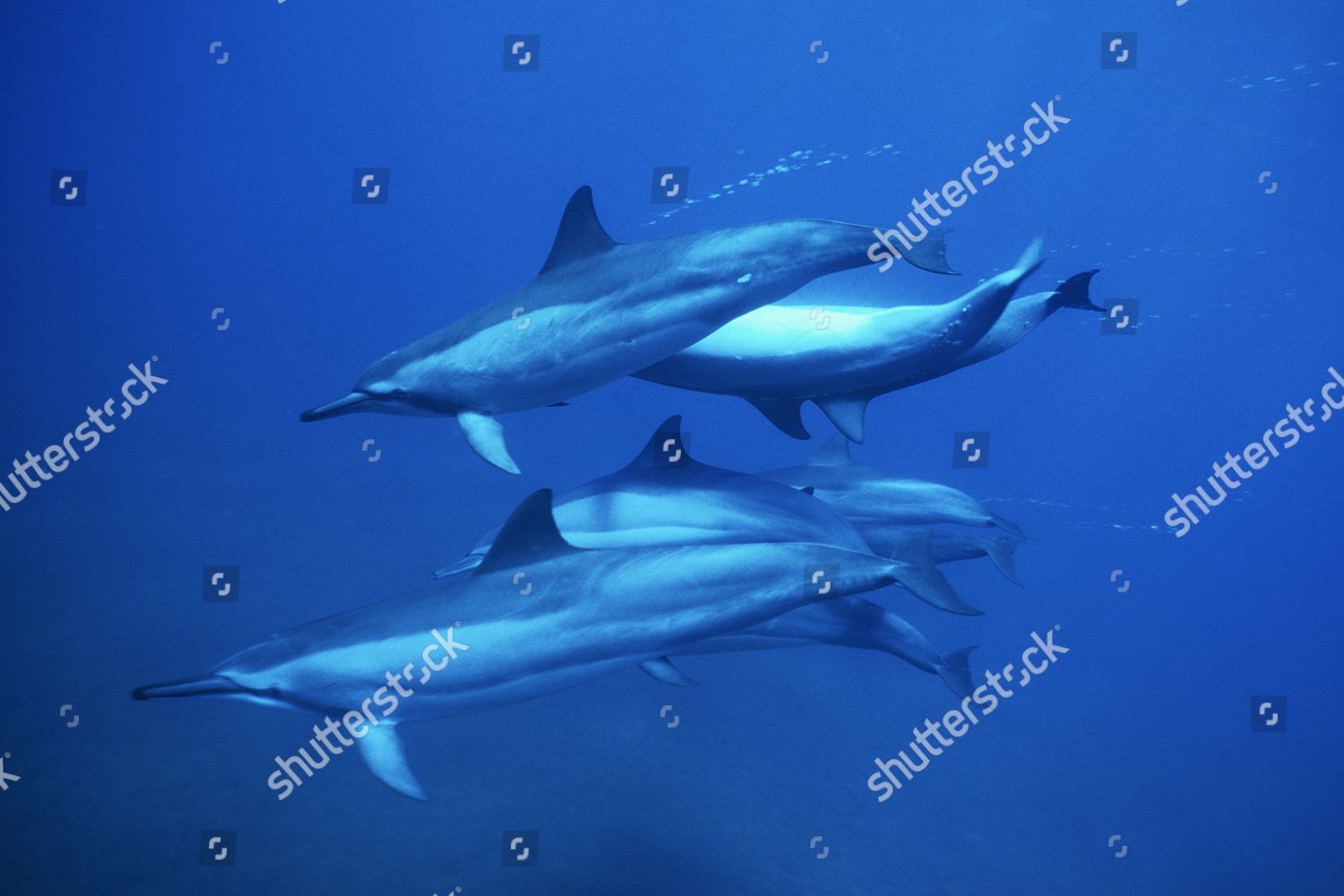 long snouted spinner dolphin