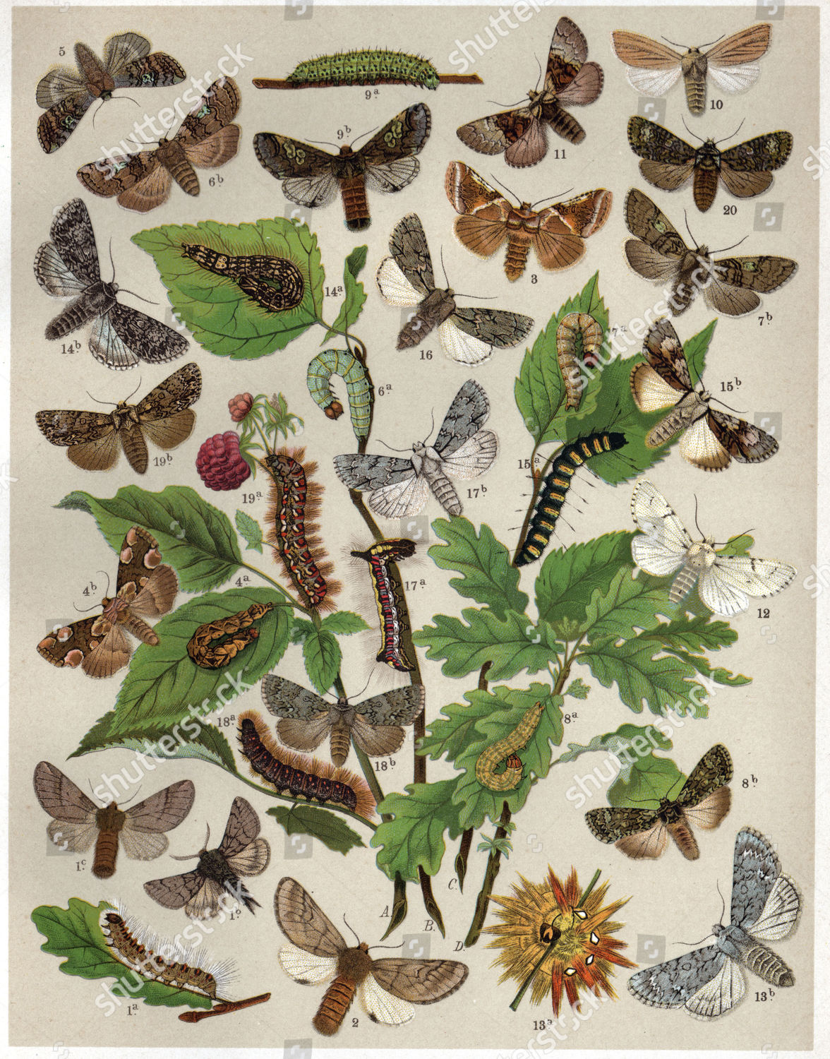 BUTTERFLIES NOTODONTIDAE NOCTUIDAE FAMILY OAK PROCESSIONARY Editorial ...