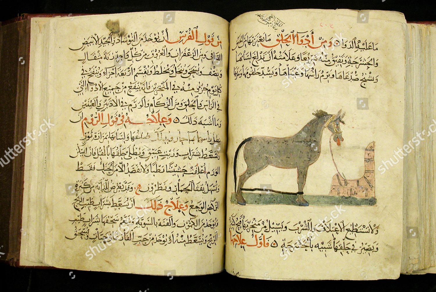 classification-horses-illumination-manuscript-arabic-13th-editorial