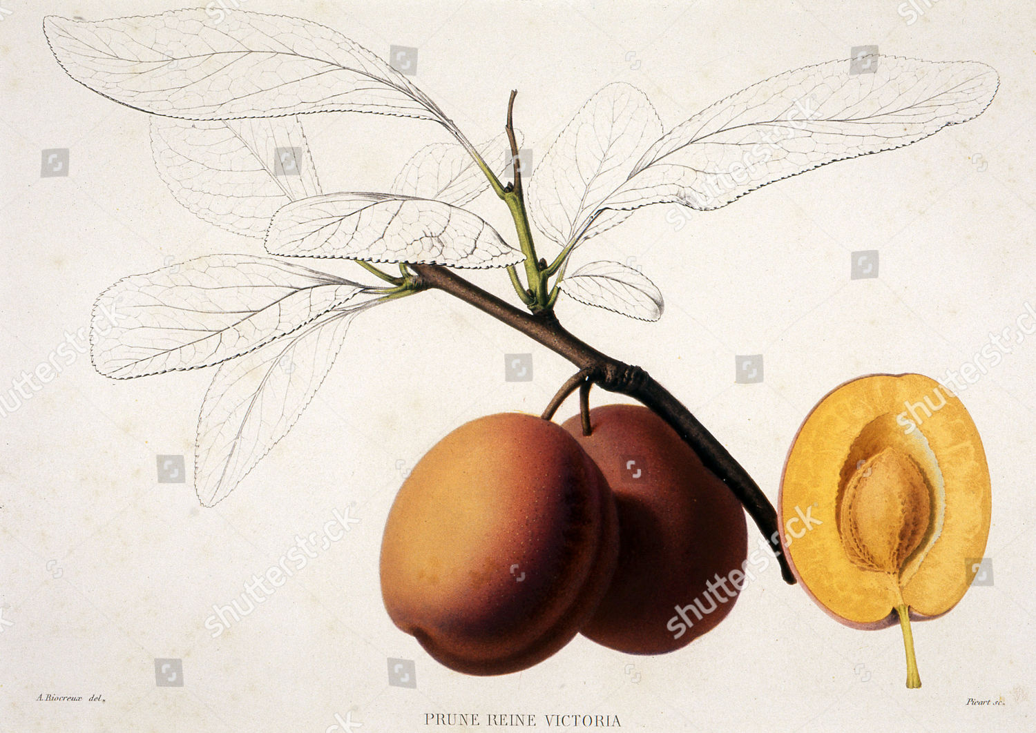 Prune 