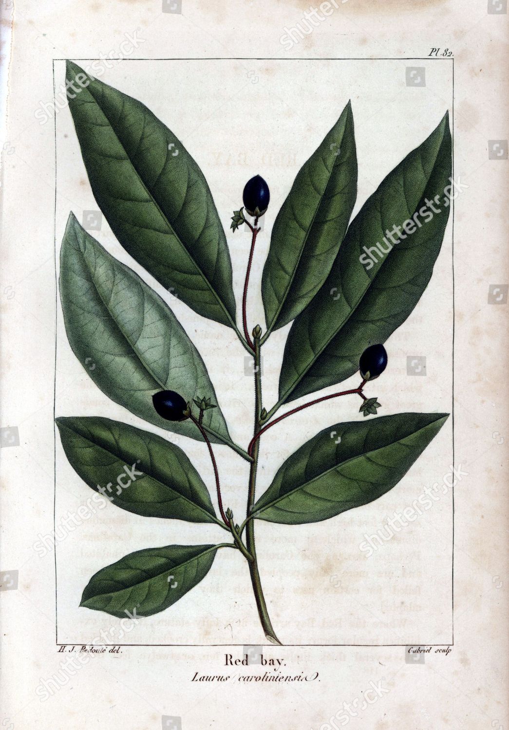 Red Bay Tree Laurus Caroliniensis Handcoloured Editorial Stock Photo ...