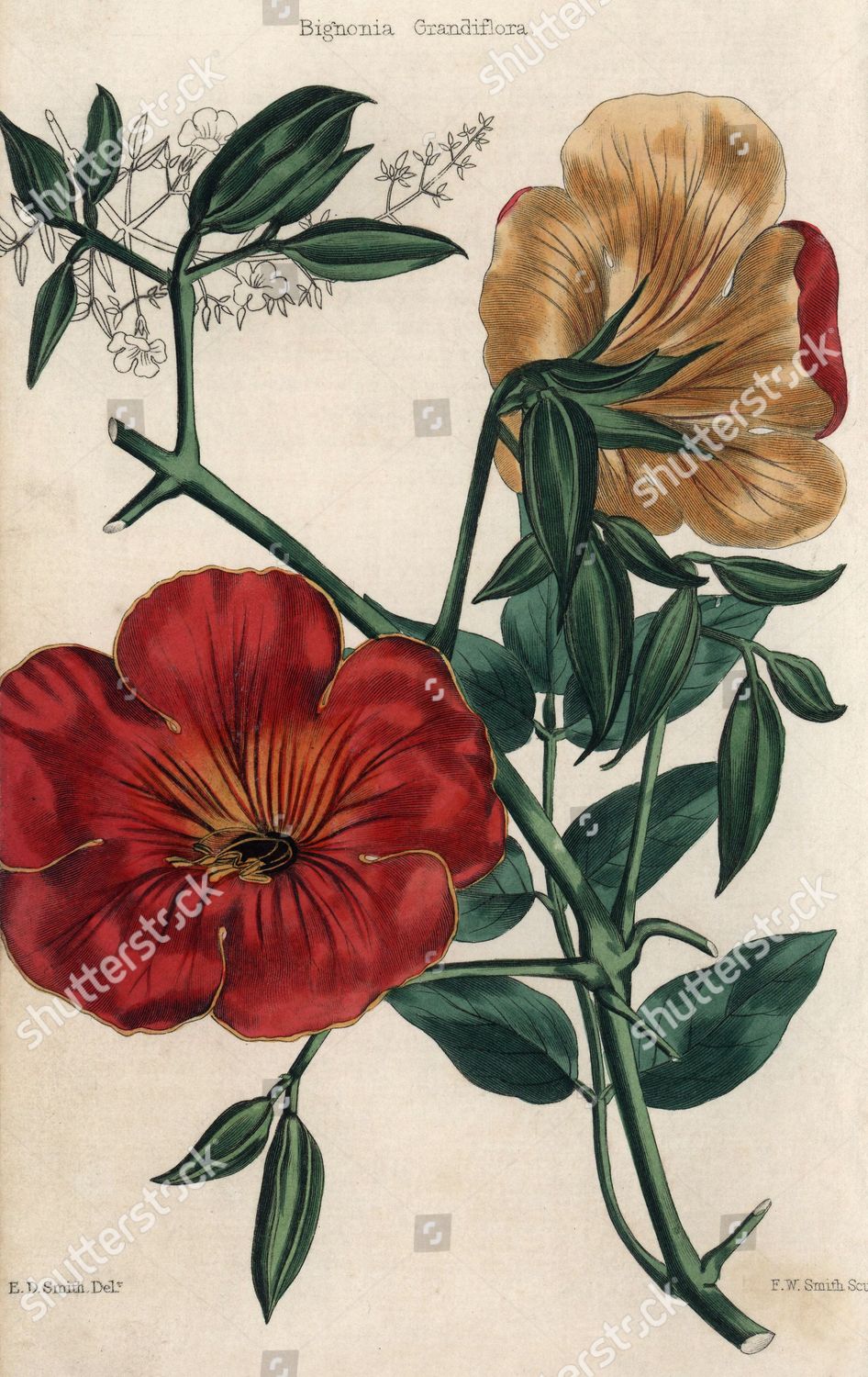 Bignonia Grandiflora Drawing By Edwin Dalton Editorial Stock Photo ...