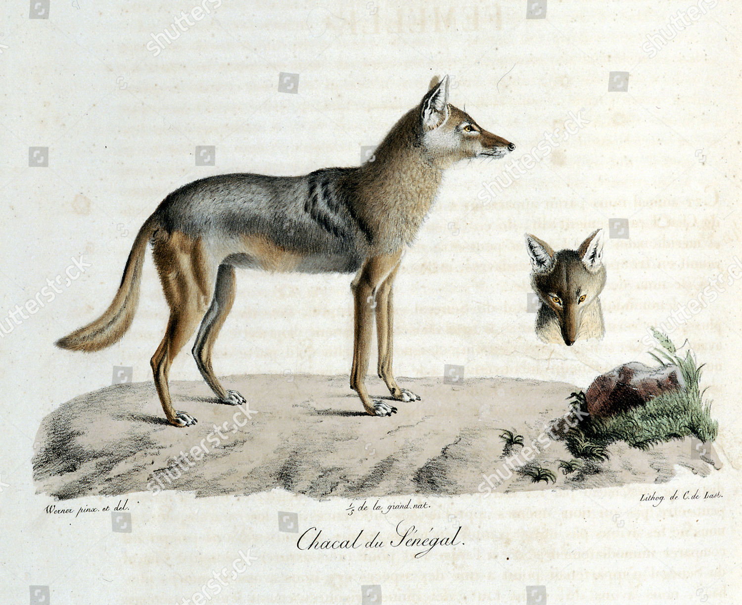 Zoological Drawing Senegalese Jackal Drawing By Editorial Stock Photo ...