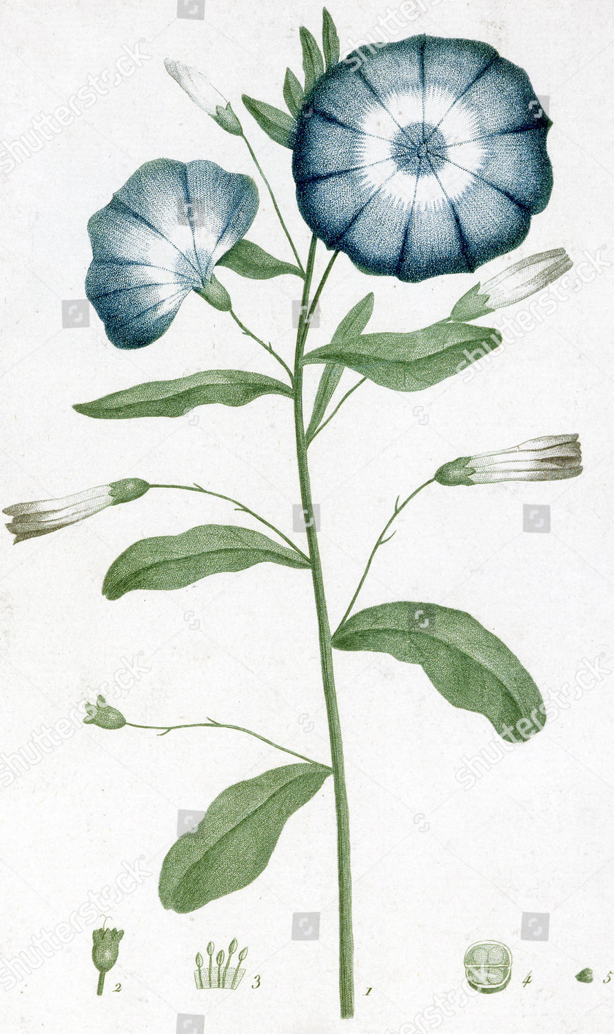 Tricolour Bindweed Convolvulus Major Botanical Drawing Editorial Stock ...