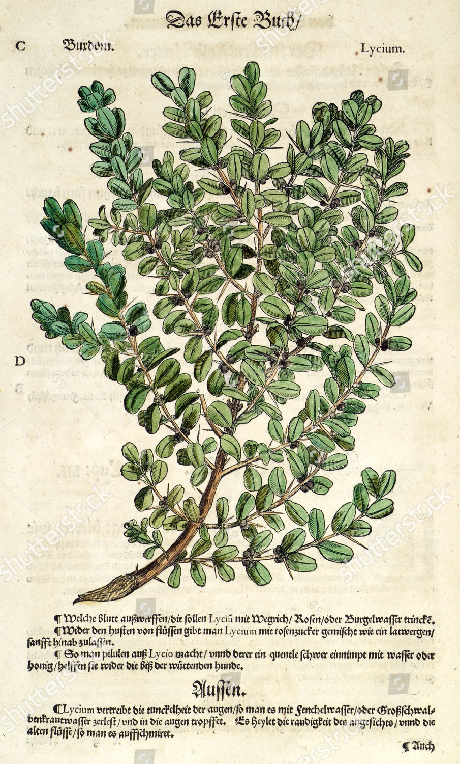 Boxthorn Tree Lycium Botanical Drawing Taken Editorial Stock Photo ...