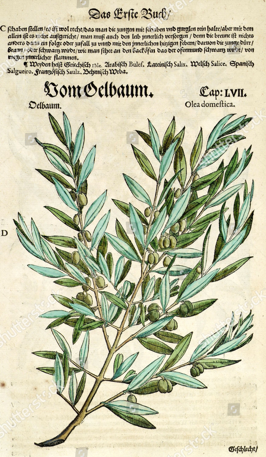 olive tree botanical drawing