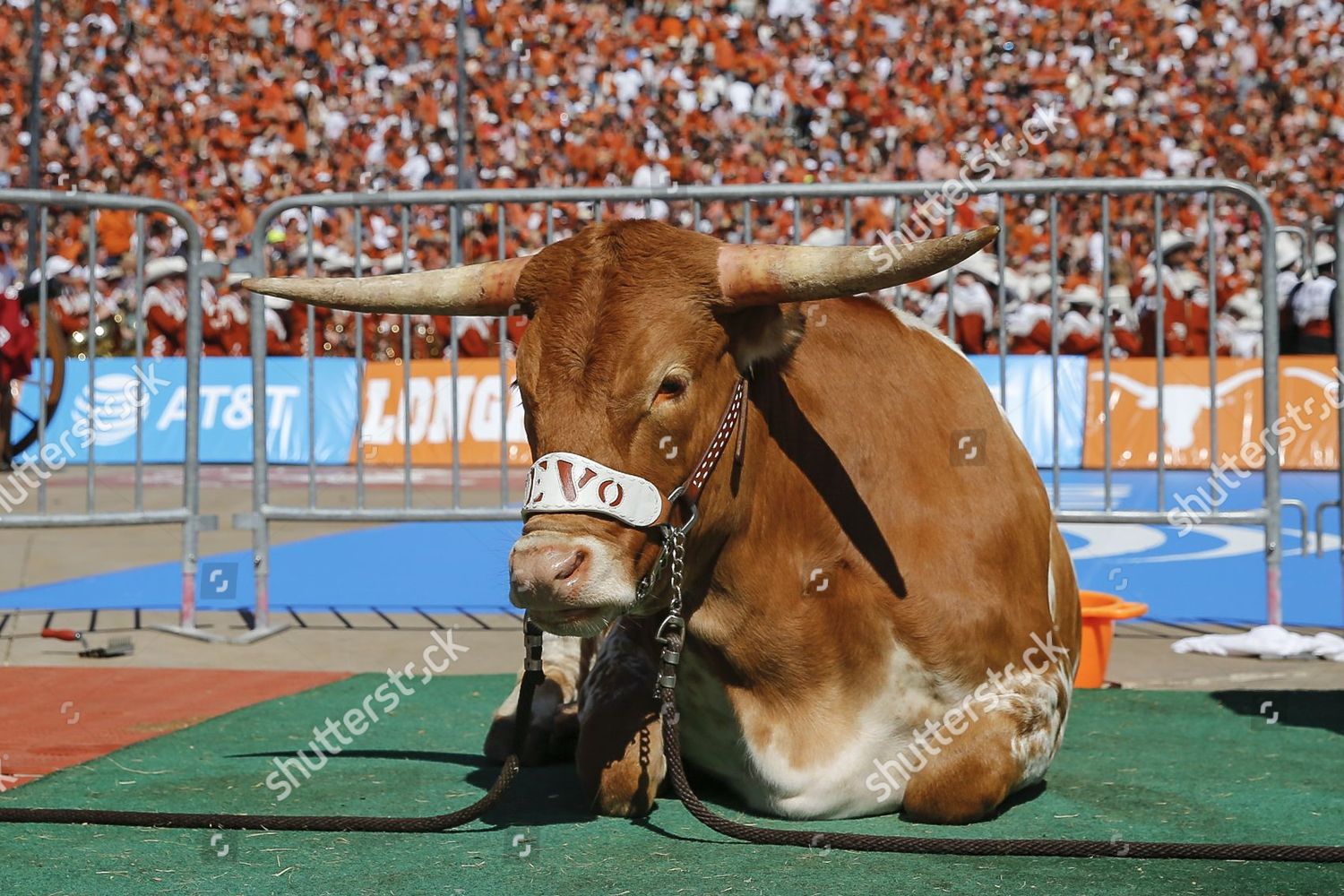 Texas Longhorns Mascot Bevo Xv During Editorial Stock Photo - Stock ...