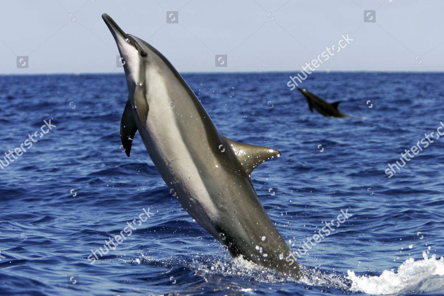 Adult Hawaiian Spinner Dolphin Stenella Longirostris Editorial Stock