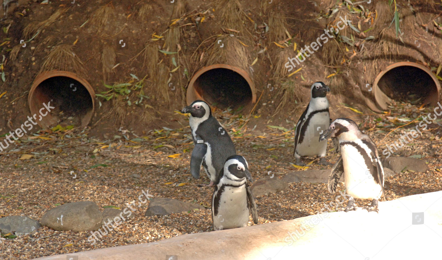 Penguins New Enclosure London Zoos Penguins Editorial Stock Photo