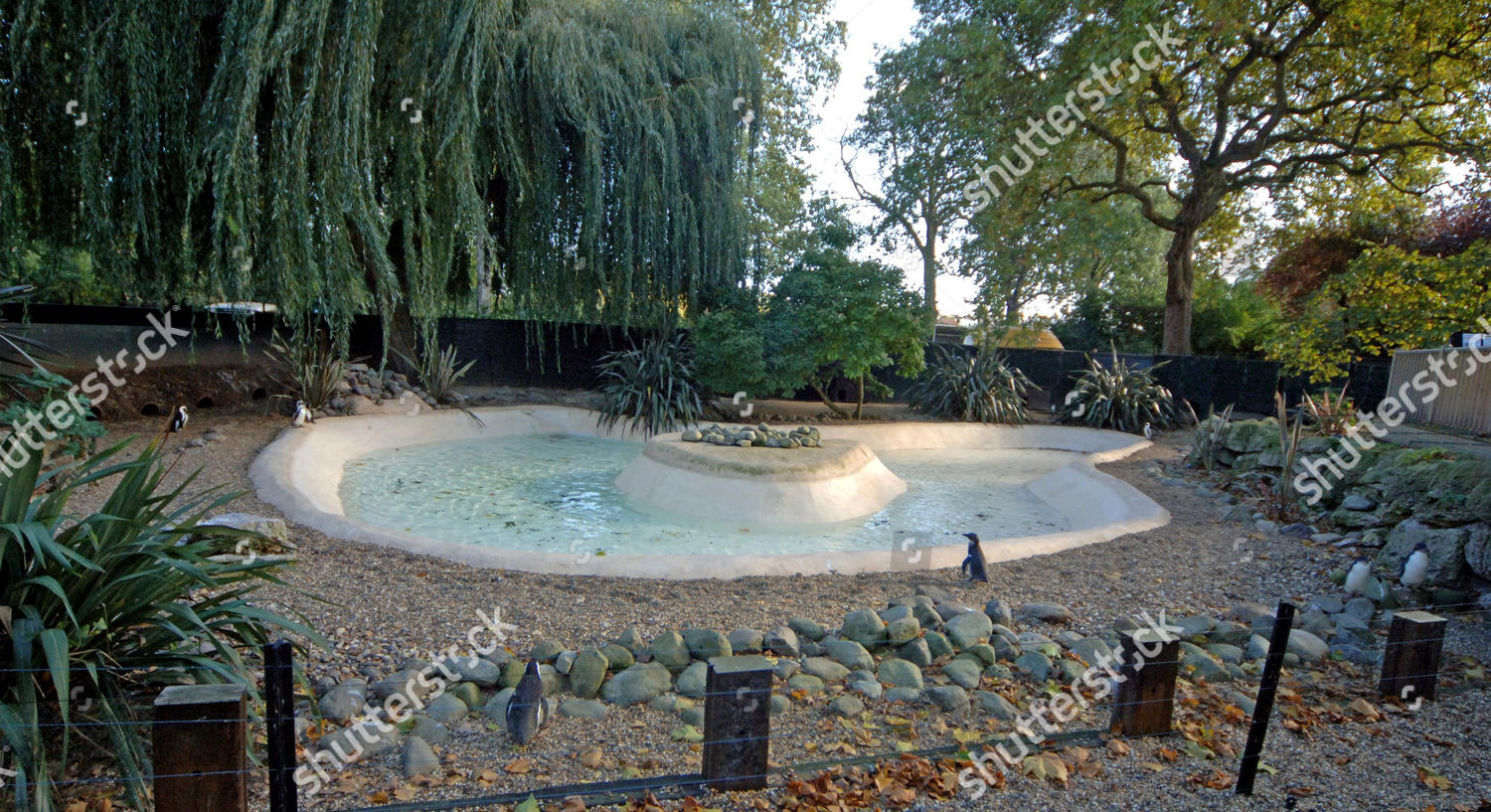 New Enclosure London Zoos Penguins Lived Editorial Stock Photo - Stock