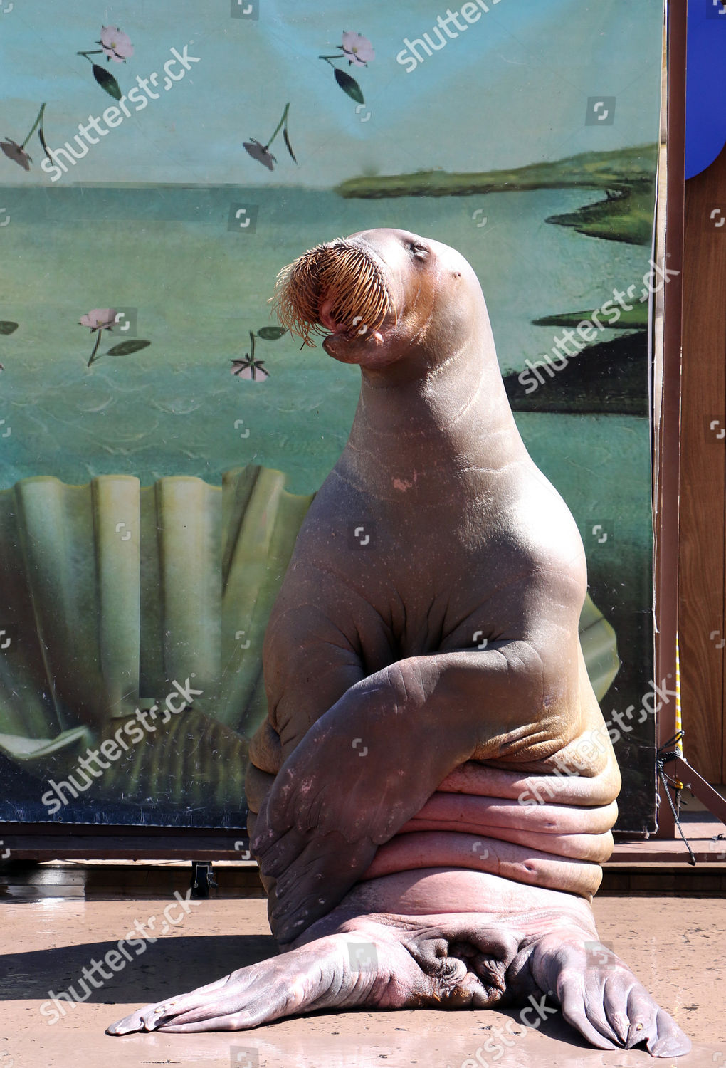 Pico Walrus Poses Painting The Birth Venus のエディトリアルストック写真 ストック画像 Shutterstock Pico Walrus Poses Painting The Birth Venus のエディトリアルストック写真 ストック画像 Shutterstock
