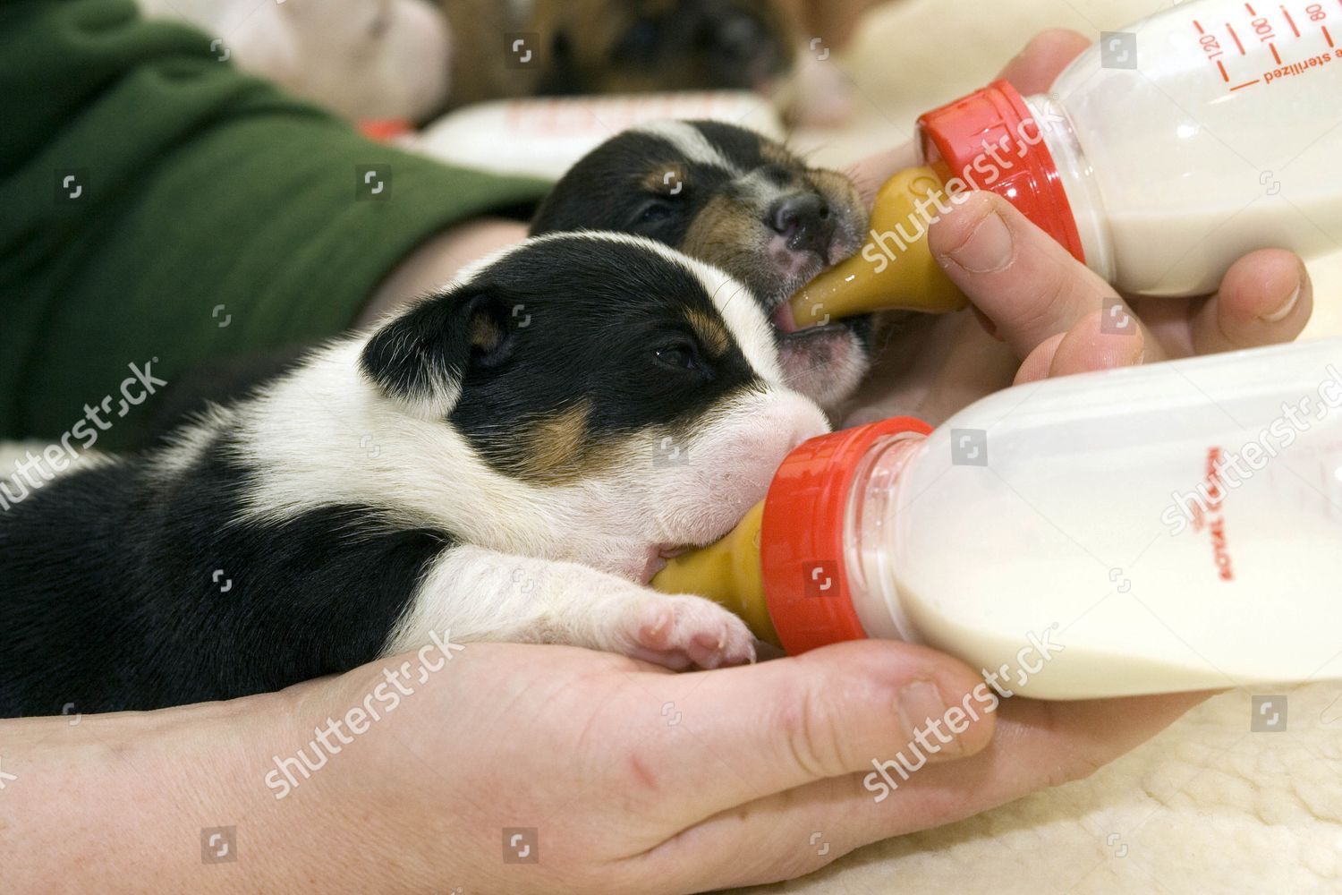 Puppy Love By Armful Keeping Them Busy Editorial Stock Photo