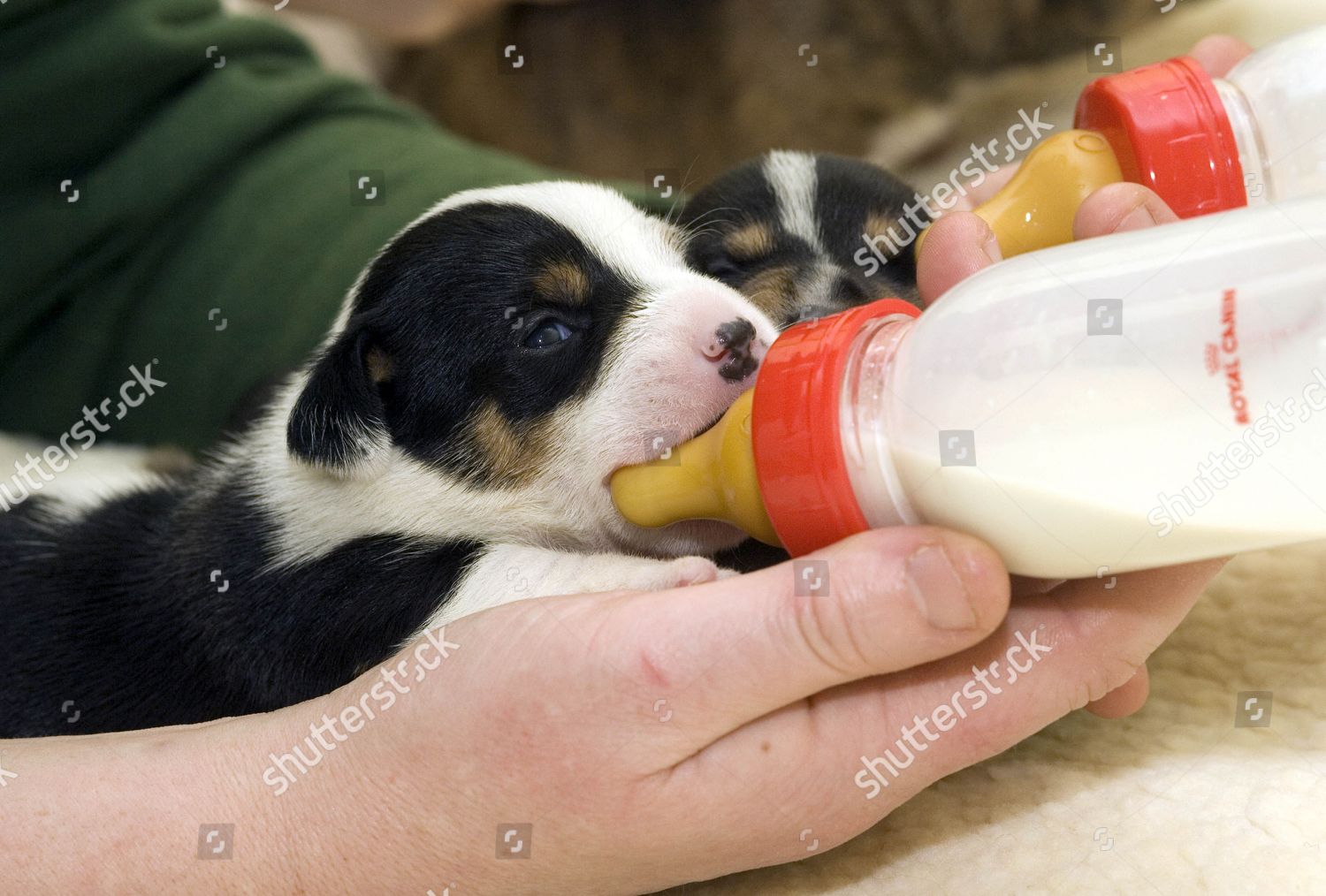 Puppy Love By Armful Keeping Them Busy Editorial Stock Photo