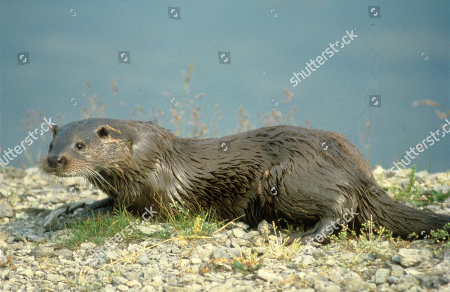 Otter Filmed Nature Watch 1980s Editorial Stock Photo - Stock Image
