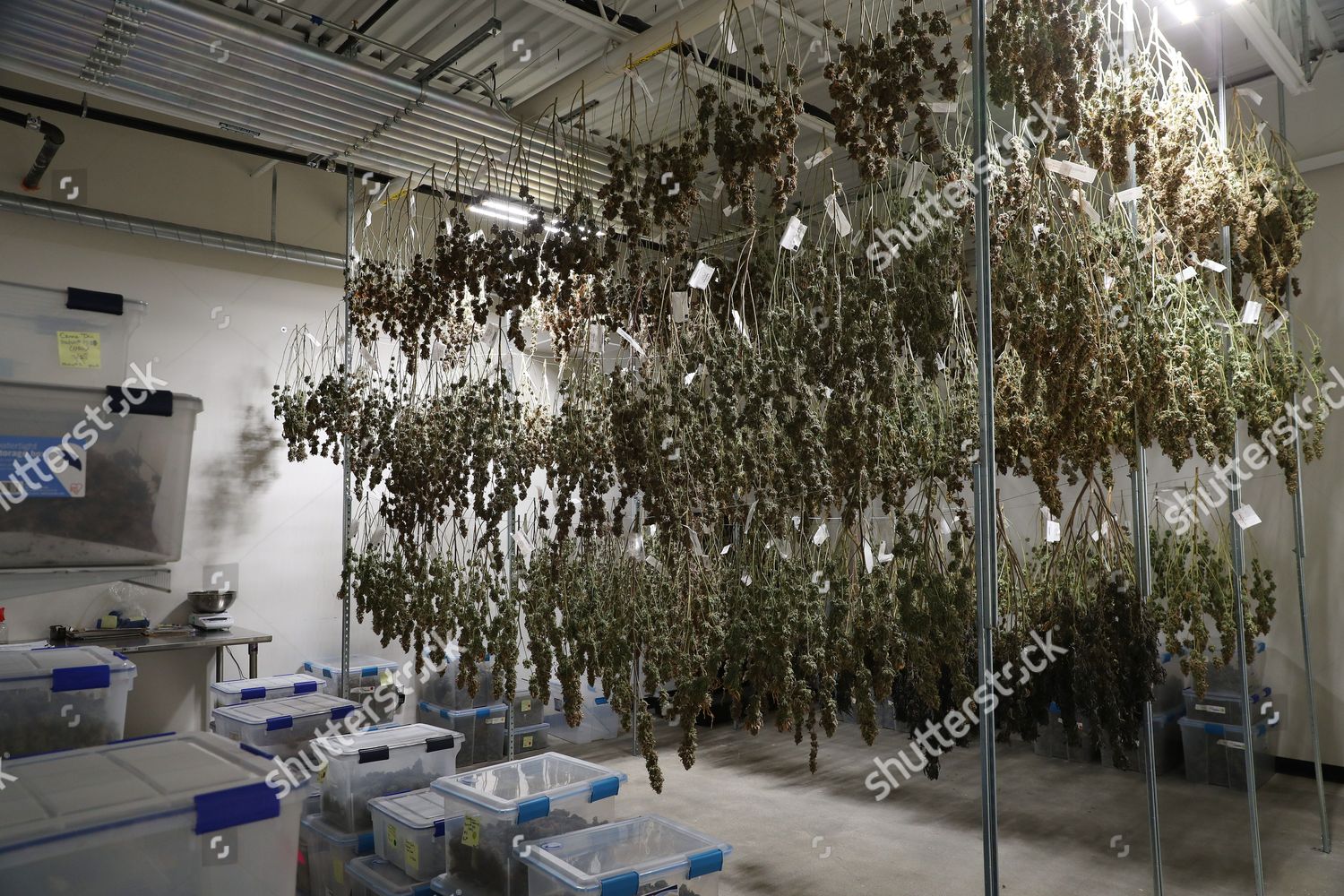 Drying Room Lowell Growing Facility Editorial Stock Photo