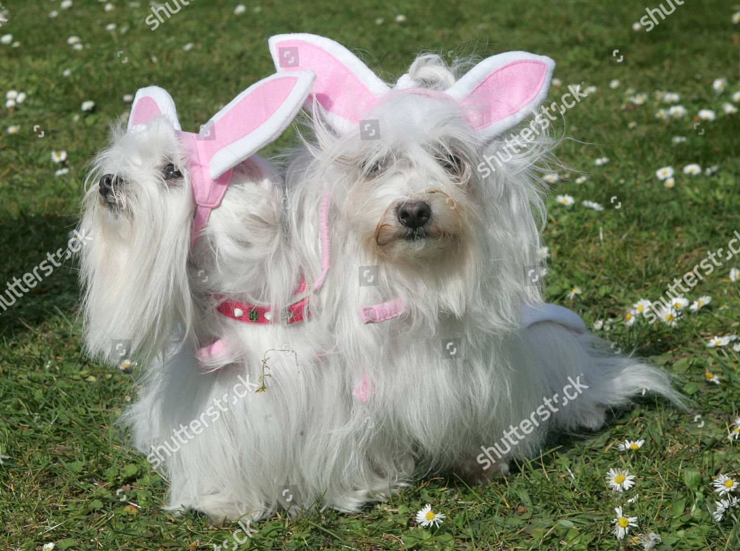 easter bunny outfit for dogs