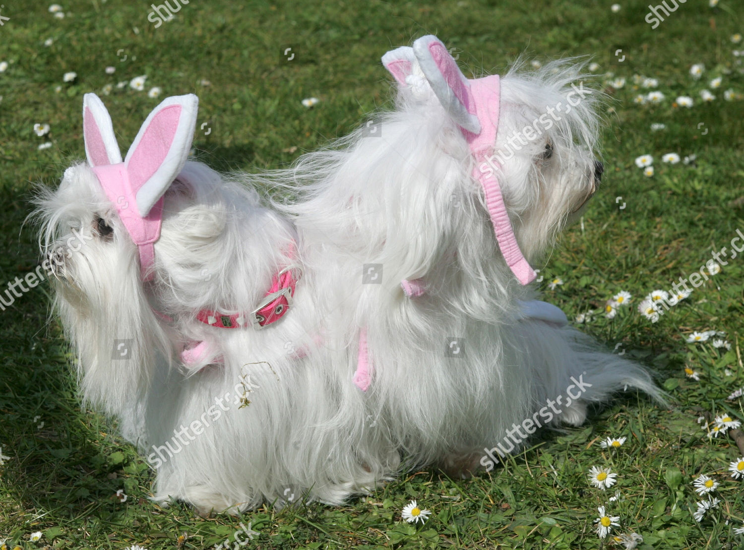 maltese outfits