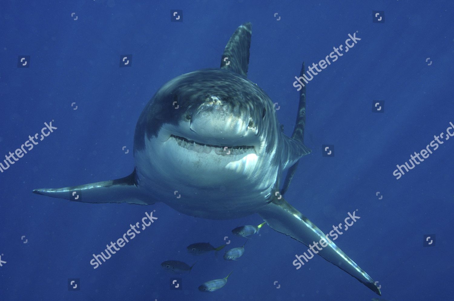 Great White Shark Carcharodon Carcharias Isla Editorial Stock Photo ...