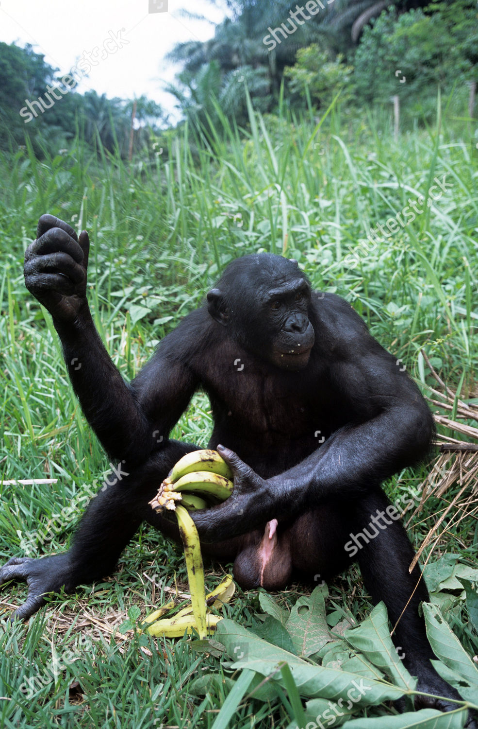 Brawny bonobo male feasting on bunch bananas ภ า พ ส ต อ ก บ ท ค ว า ม ข า ...
