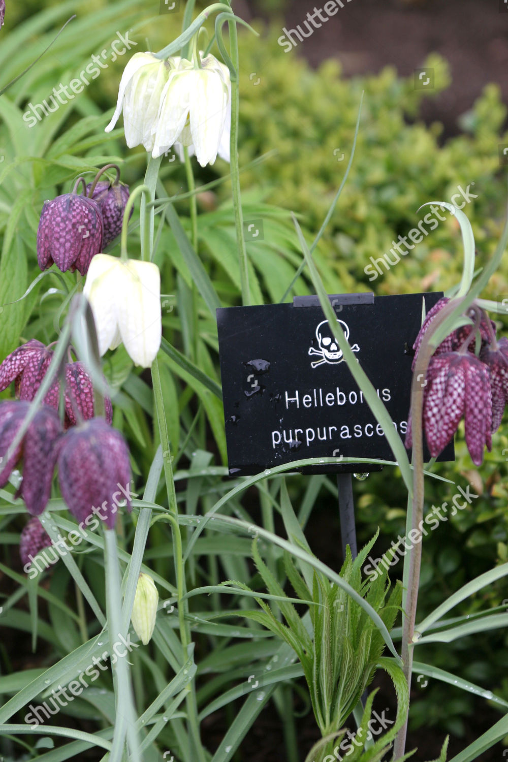 Poison Garden Alnwick Garden Northumberland England Britain