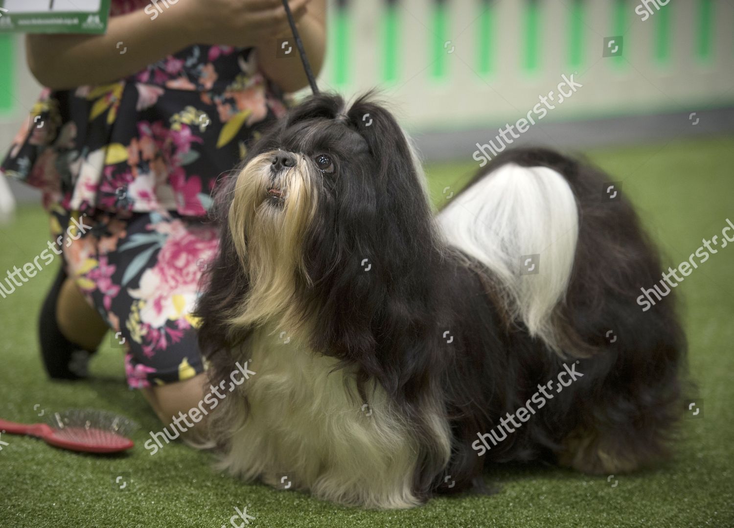 Mason Shih Tzu Owner Alana Harpjones 10 Editorial Stock Photo