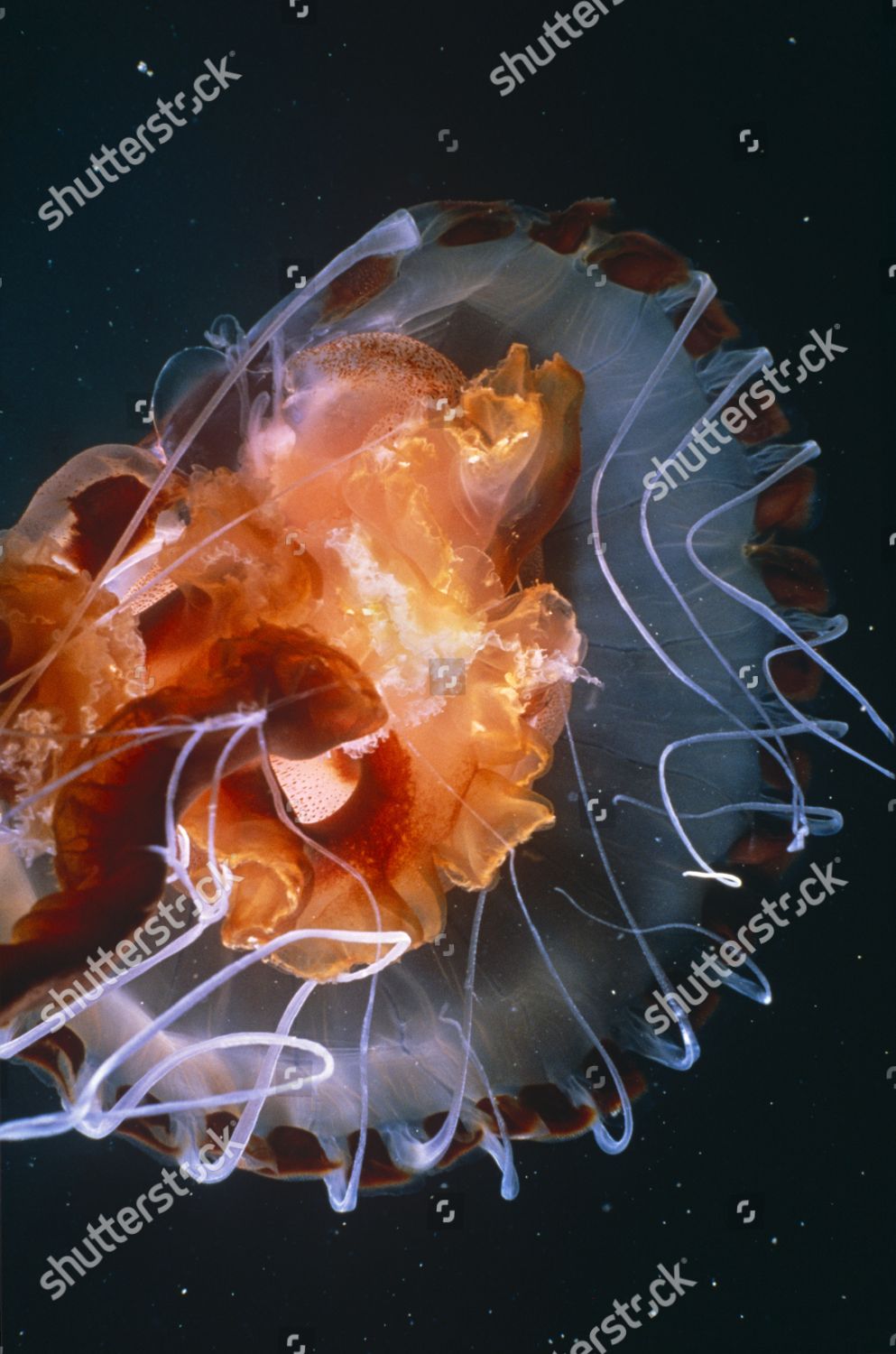 Compass Jellyfish Chrysaora Hysoscella Glowing Night Editorial Stock