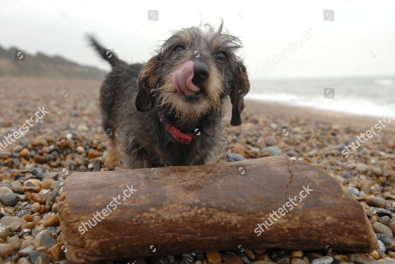 Daisy Dog Editorial Stock Photo - Stock Image | Shutterstock