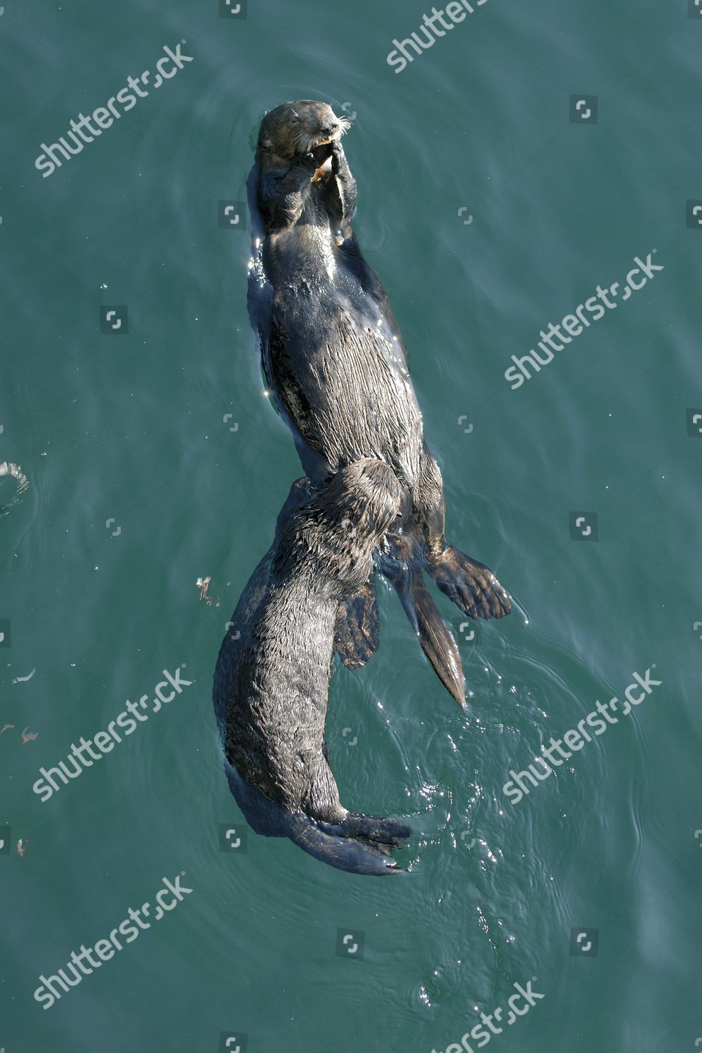 Southern Sea Otter Enhydra Lutris Nereis Editorial Stock Photo Stock Image Shutterstock