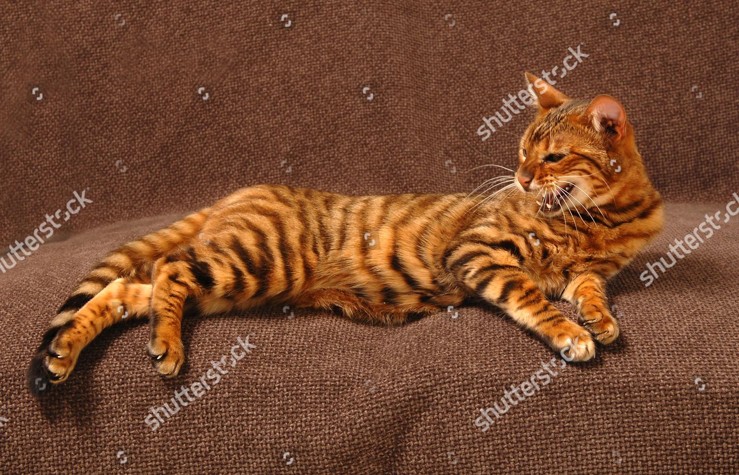Кошка светло тигровая окрас