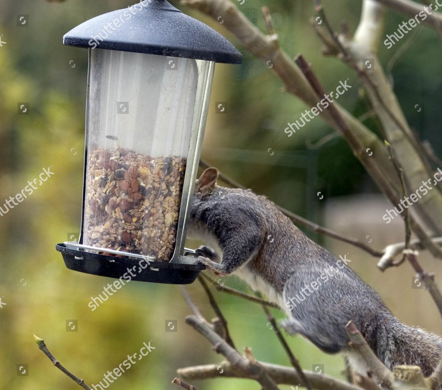 Squirrel Eating Bird Feeder Editorial Stock Photo Stock Image