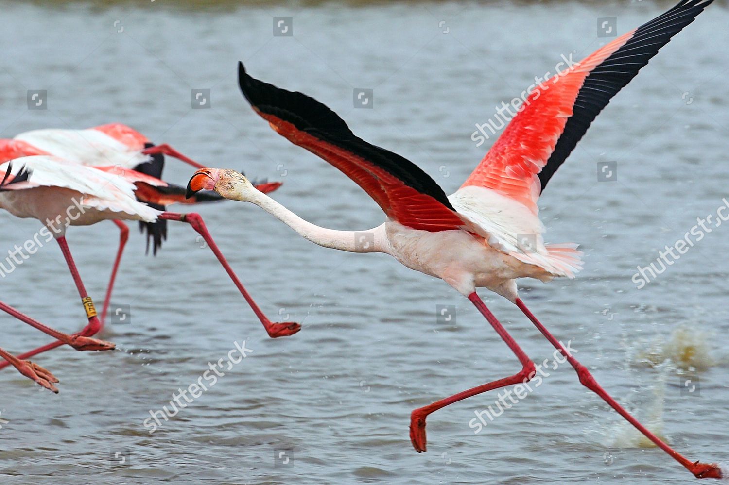 Camargues Bird Sanctuary Pont De Gau Editorial Stock Photo - Stock ...