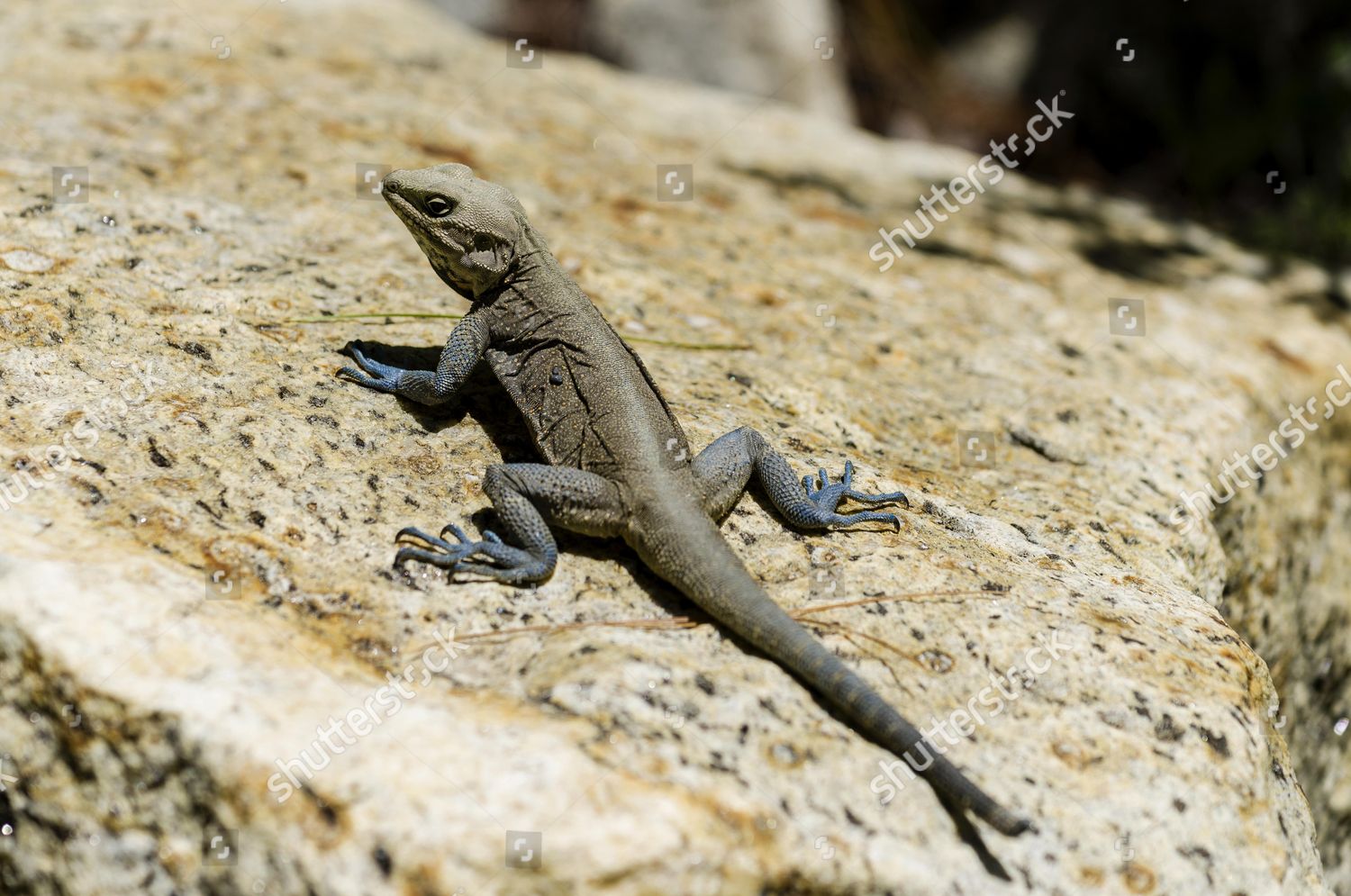 Peninsular Rock Agama Psammophilus Dorsalis Sitting Editorial Stock ...