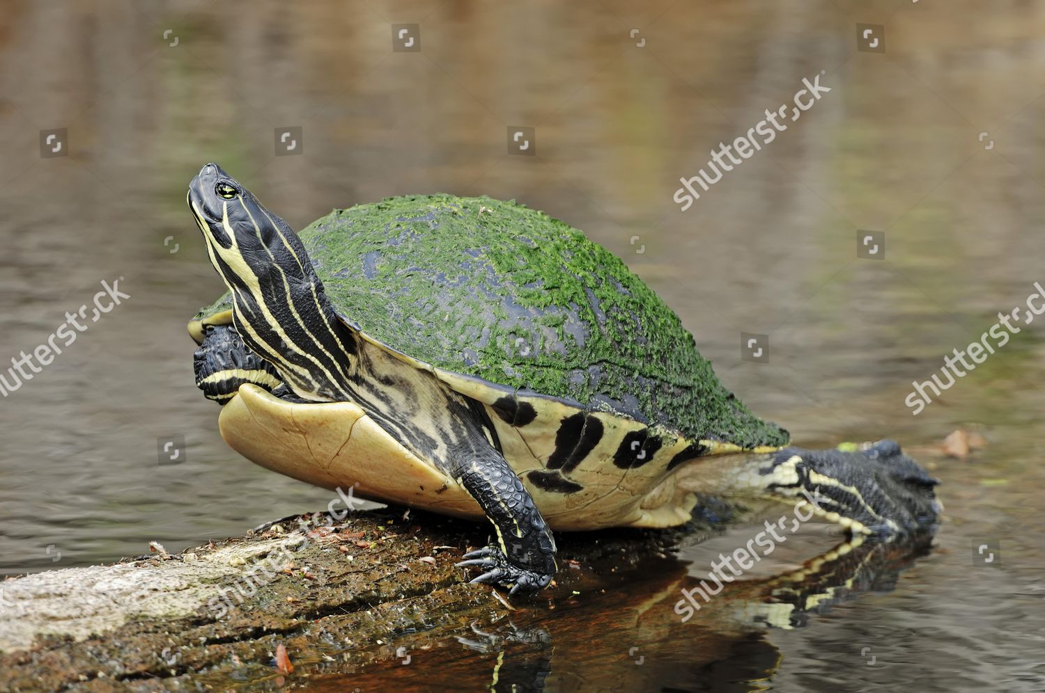 Florida Redbelly Turtle Florida Redbellied Cooter Editorial Stock Photo ...