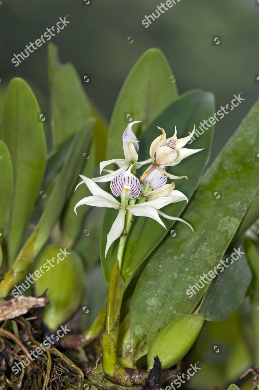 Tropical Clamshell Orchid Epidendrum Cochleatum Shellshaped Editorial