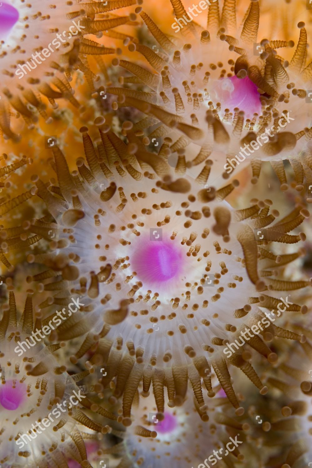 Jewel Anemones Corynactis Viridis Sark Channel Editorial Stock Photo 