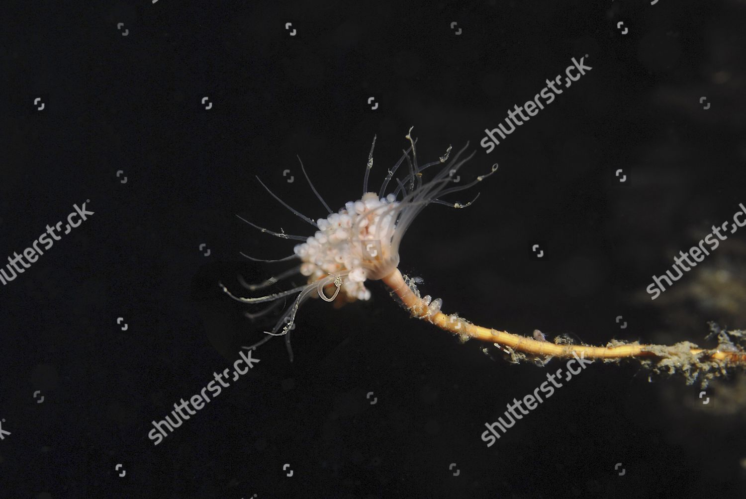 Solitary Hydroid Tubularia Indivisa Very Clear Editorial Stock Photo ...