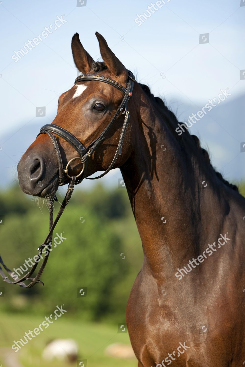Austrian Warmblood Horse Bridled Mare Knotted Editorial Stock Photo