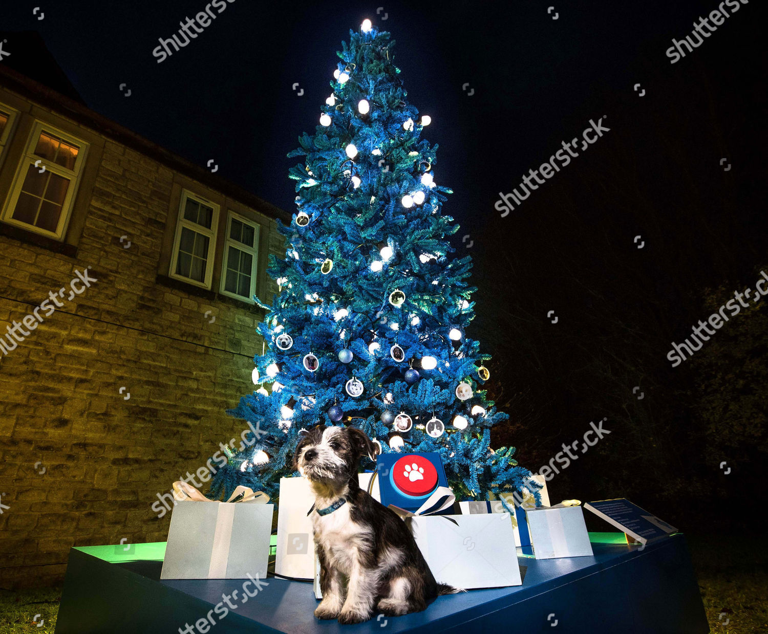 Max Jack Russell Puppy Stands Front First Editorial Stock Photo Stock Image Shutterstock