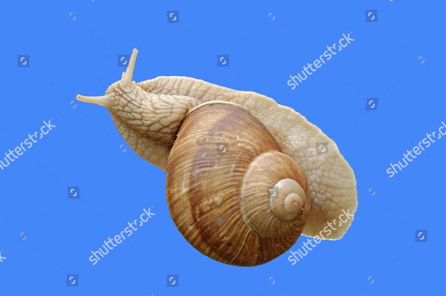 Burgundy Snail Edible Snail Helix Pomatia Editorial Stock Photo Stock