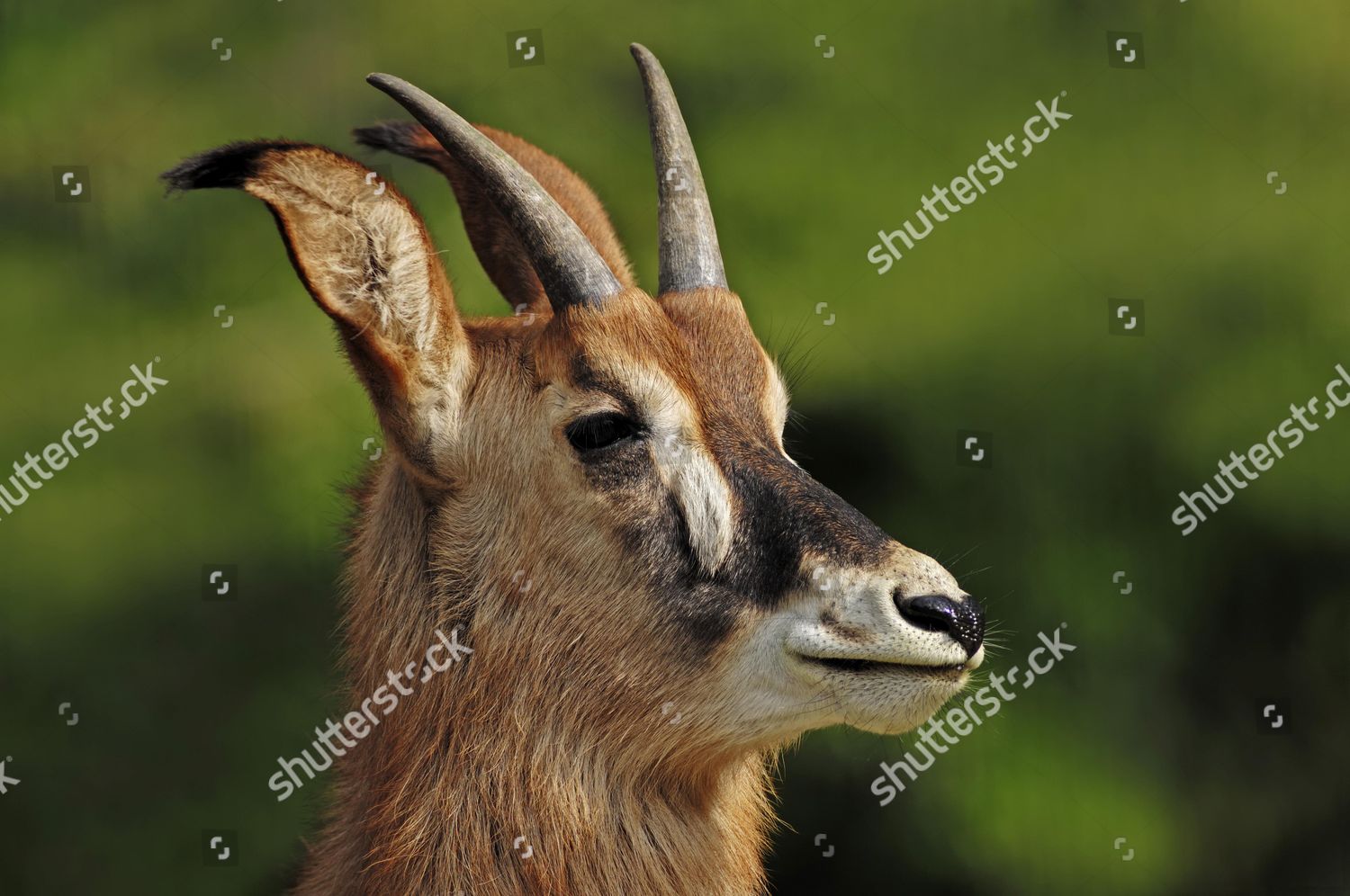 Roan Antelope Hippotragus Equinus Juvenile Portrait Editorial Stock ...