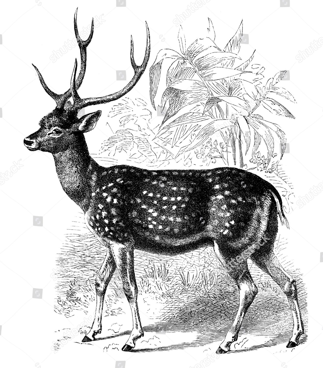 The Complicated Relationship: Langur Monkeys And Chital Deer - l063hpv
