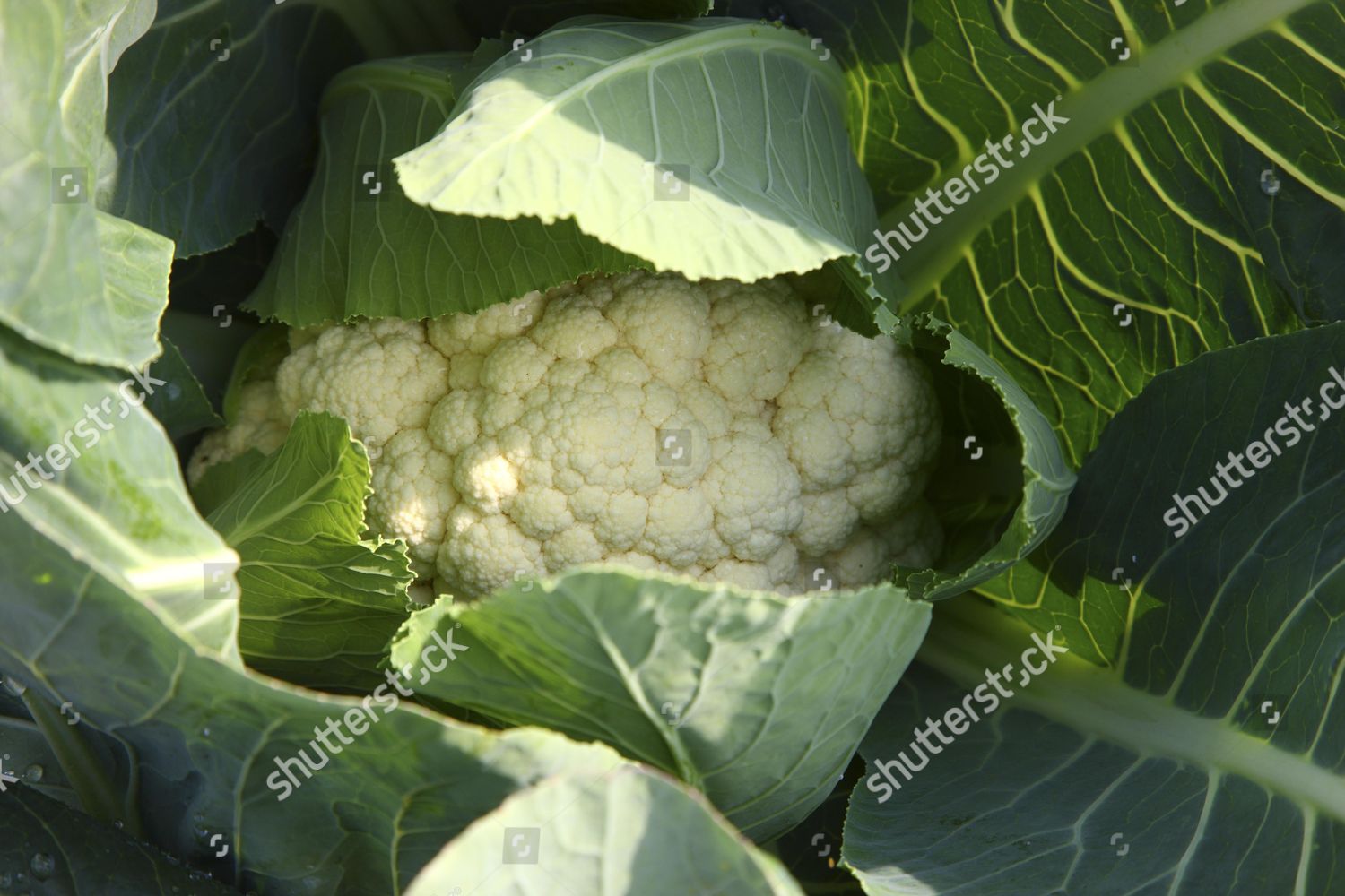 Cauliflower On Field Germany Editorial Stock Photo - Stock Image ...
