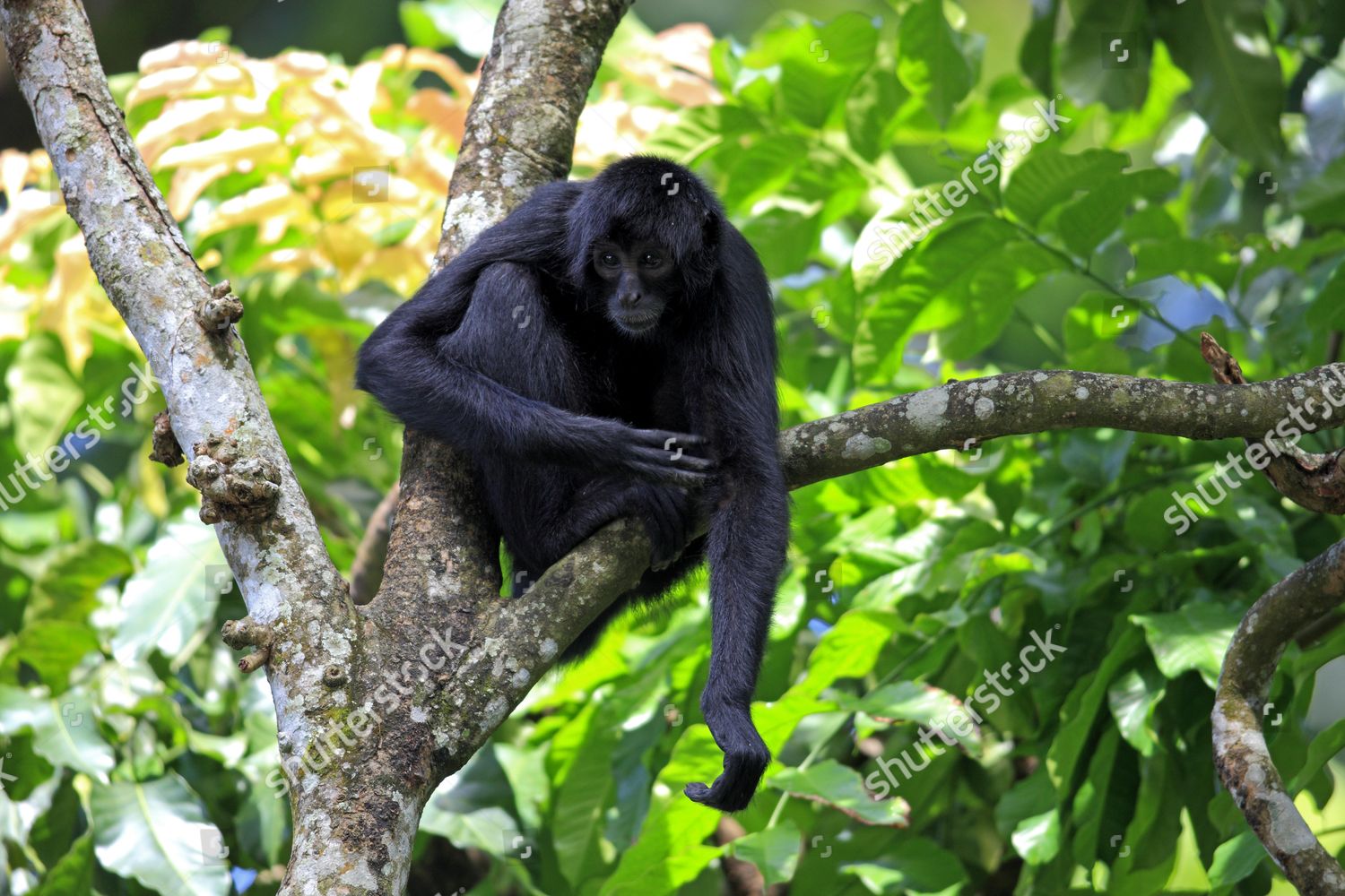 Guiana Spider Monkey Redfaced Black Spider Editorial Stock Photo ...