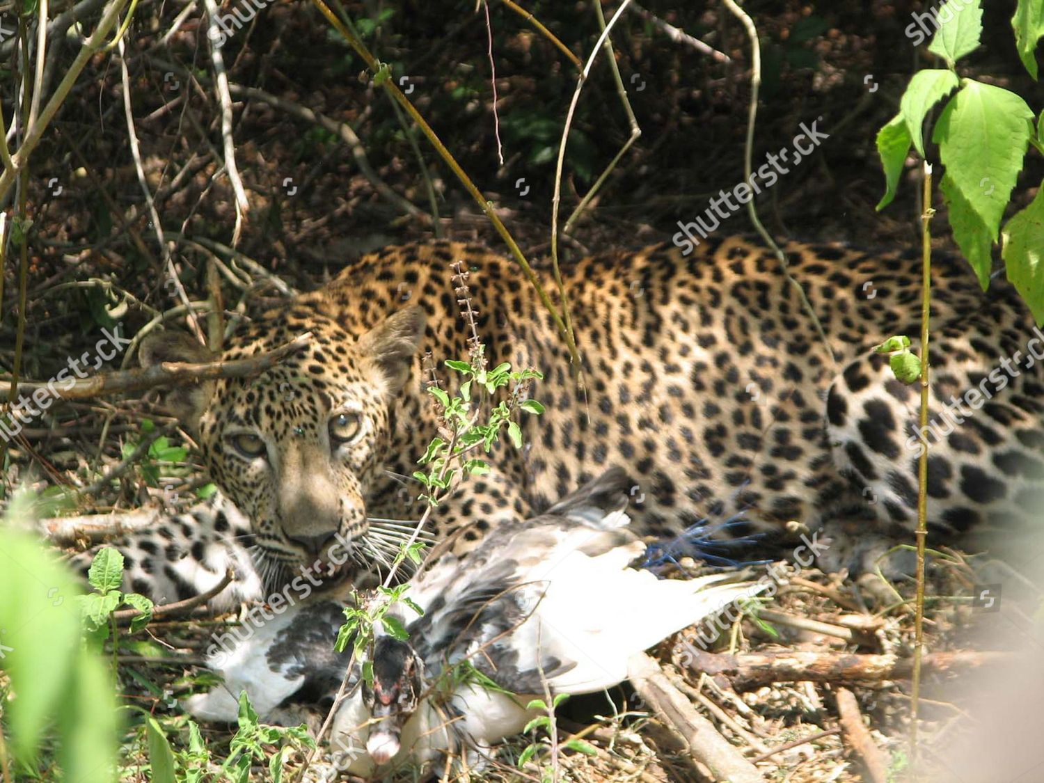 Sri Lankan Leopard Trapped Snare Near Editorial Stock Photo - Stock ...