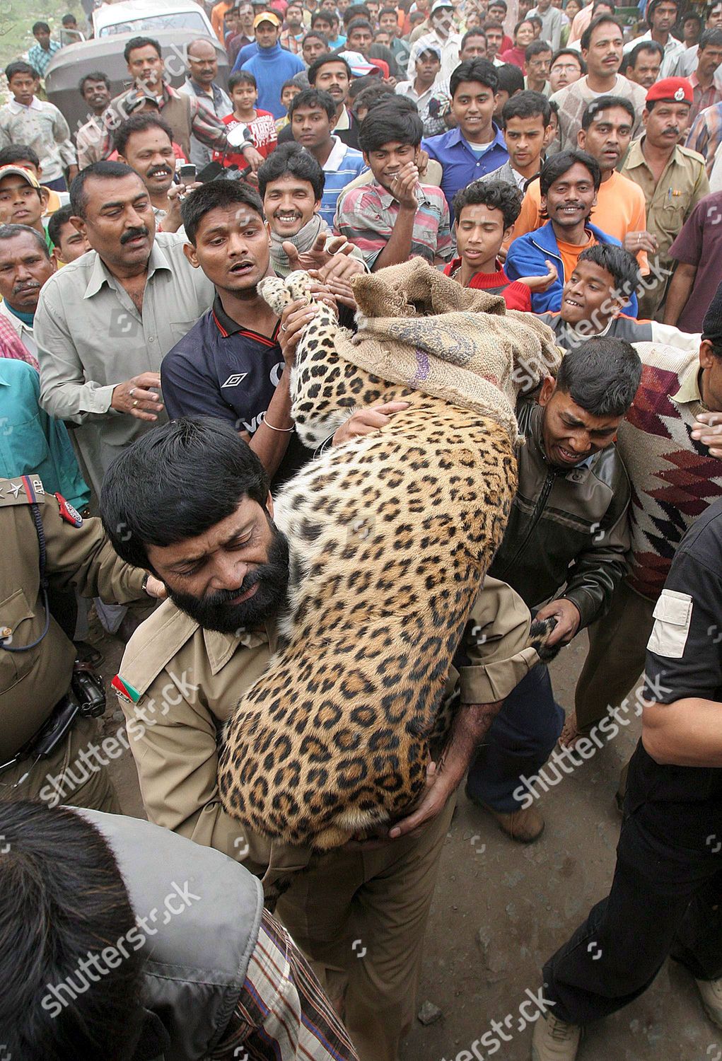 Leopard Being Rescued By Assam State Editorial Stock Photo - Stock ...
