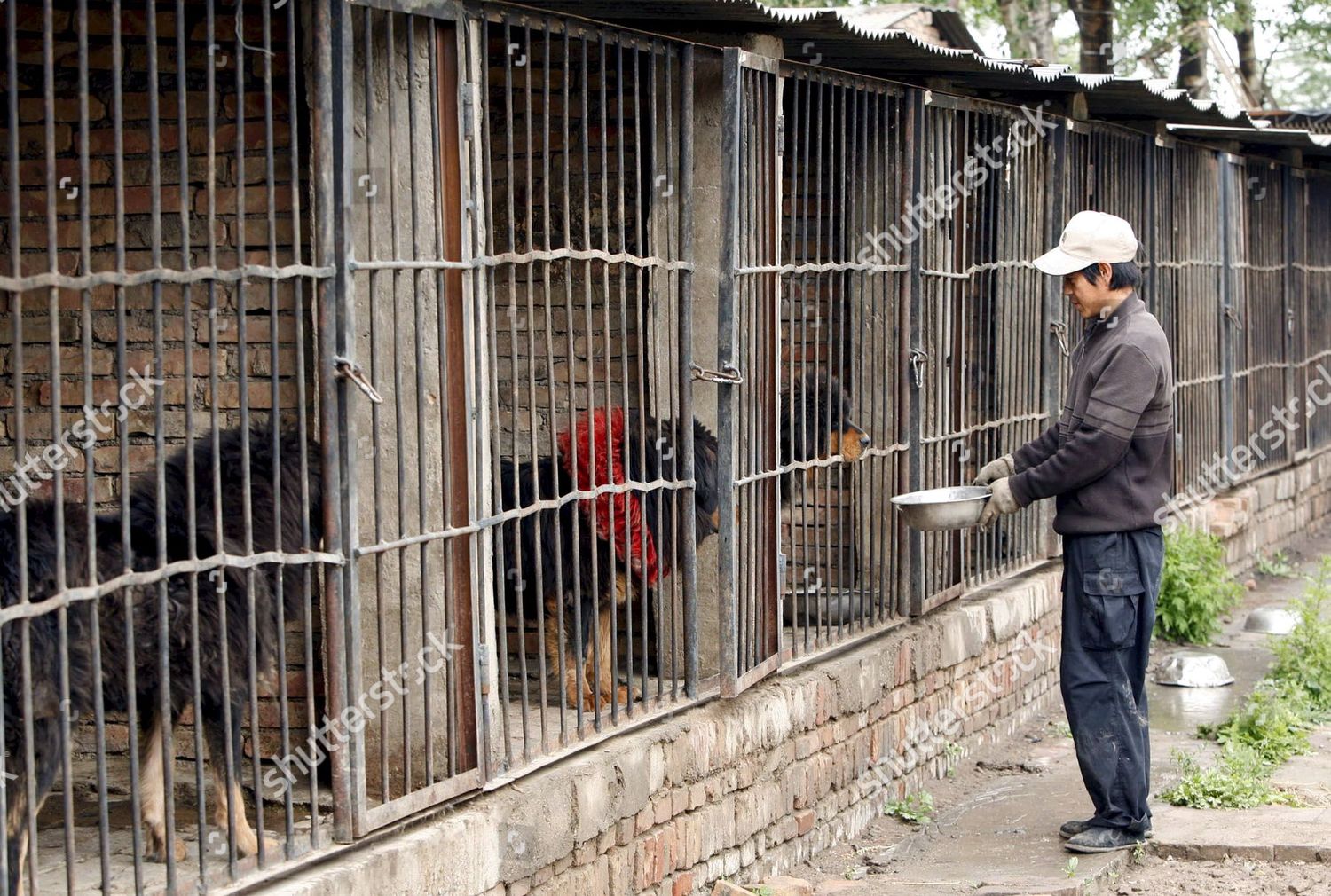 tibetan mastiff cage