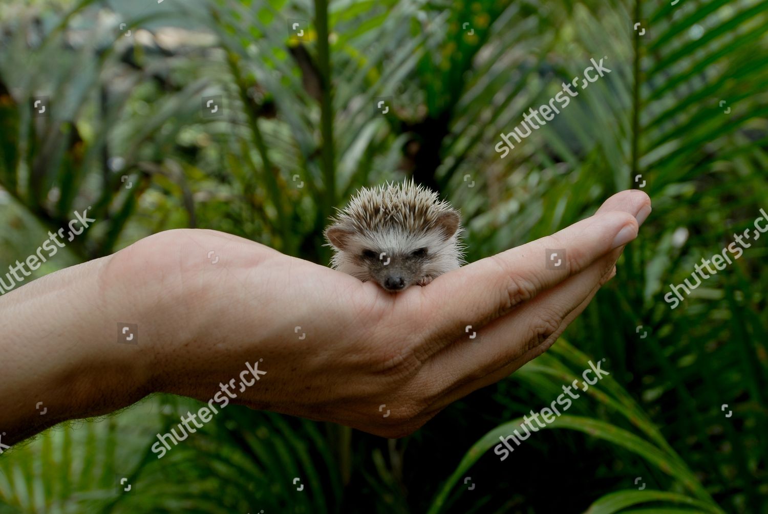 Pet Hedgehogs Are The Latest Source Of A Salmonella Outbreak