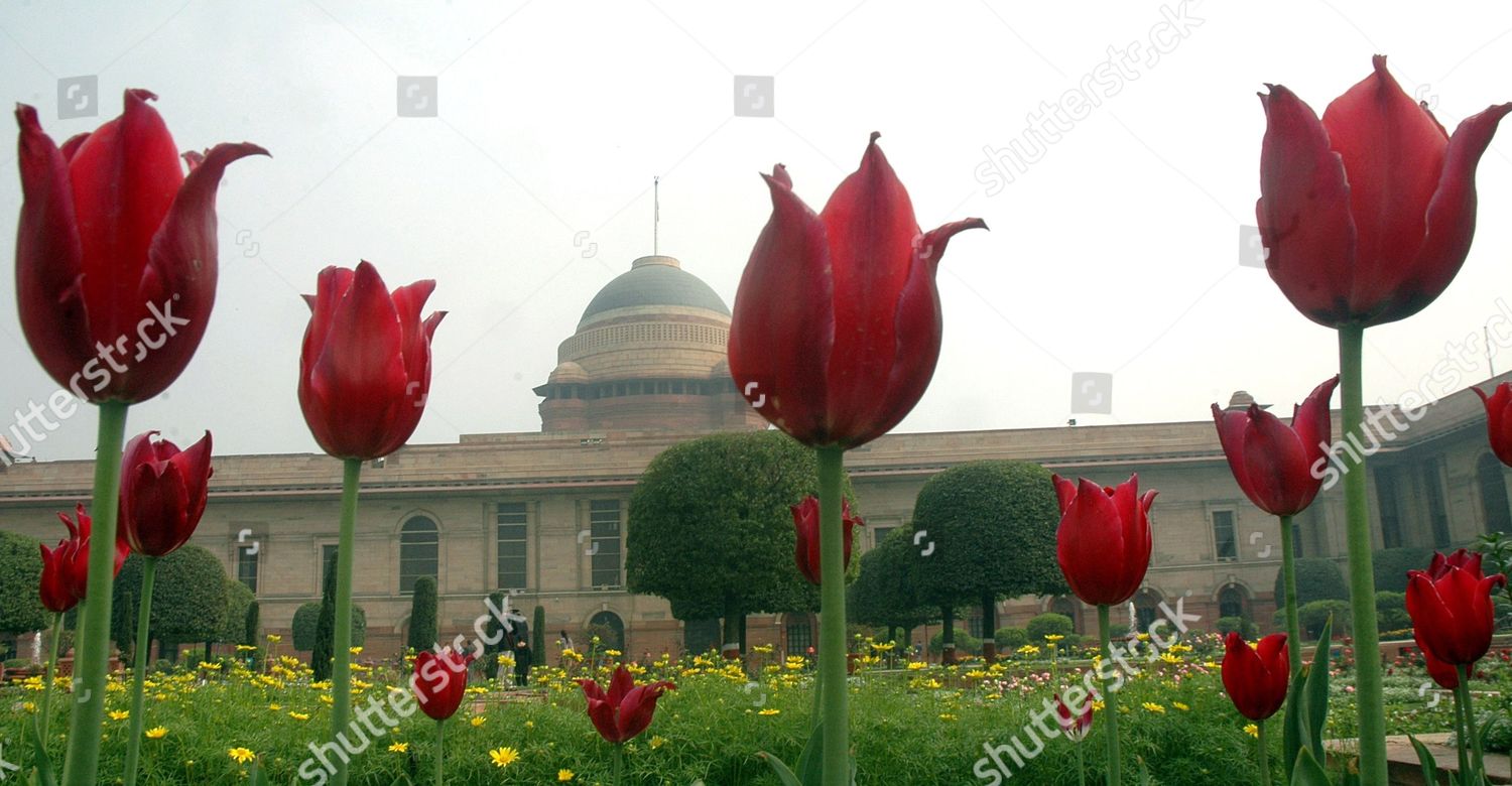 Tulip Flowers Seen Mughal Garden Rashtrapati Bhawan Redaktionelles